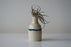 Beltline Vase